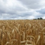 campo di grano campo di grano