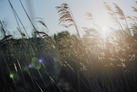 campo di grano per realizzare biocarburanti