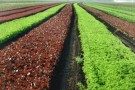 Isagro e Syngenta insieme per il Remedier Isagro e Syngenta insieme per il Remedier
